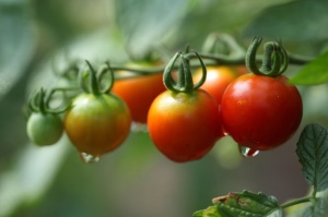 Benefits of tomatoes