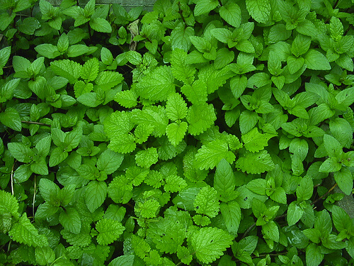 Citronmeliss