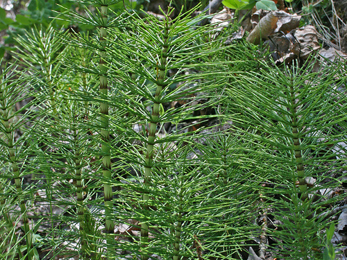 kırkkilit otu bitkisi