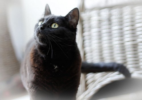 uses for baking soda