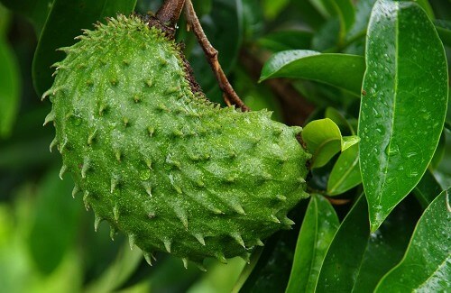 Graviola: A Natural Miracle for Curing Cancer Graviola: A Natural Miracle for Curing Cancer