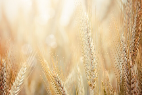 Whole grains may be good for digestion.