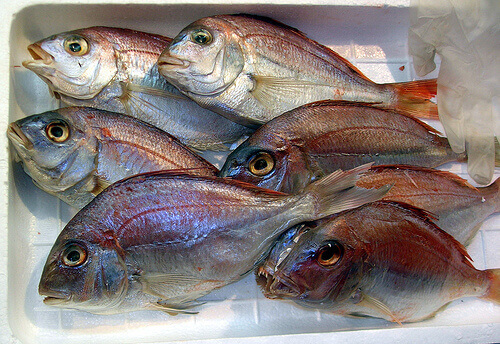 Herring