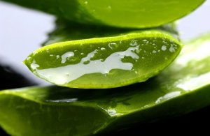 Beneficial Properties of Aloe Vera