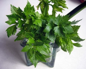 Celery