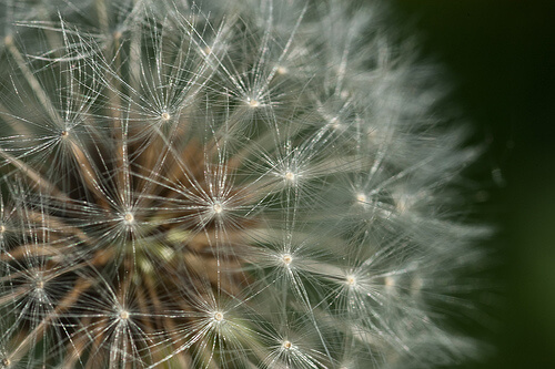Dandelion-Danel-Solabarrieta