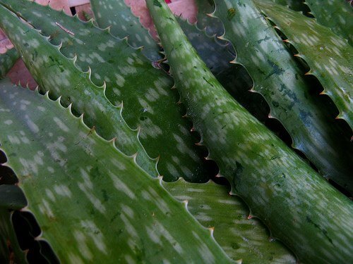 Aloe vera leaves allow you to harness the properties of aloe vera.