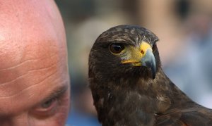Emotional Predators and How to Avoid Them