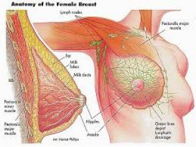 Fibrocystic breast problems