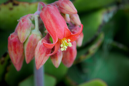 Flera naturliga tillskott kan hjälpa till att minska riskerna för livmoderhalscancer: