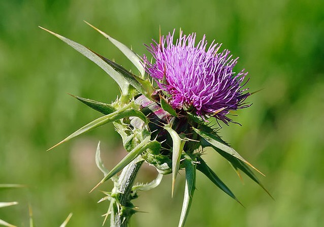 Take milk thistle to manage your estrogen levels