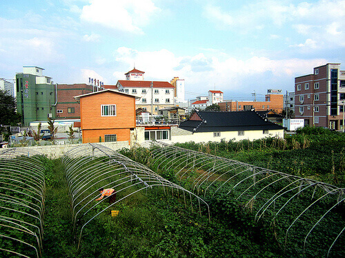 Urban organic garden