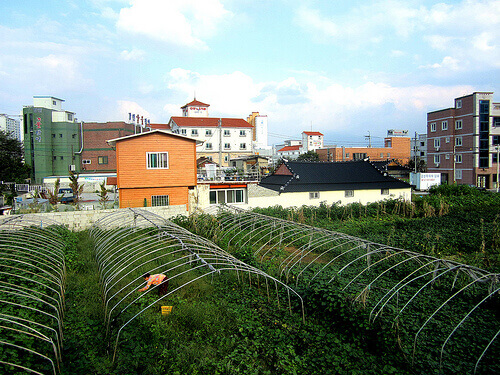 Miejski ogród organiczny