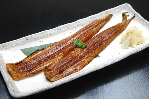 American eel