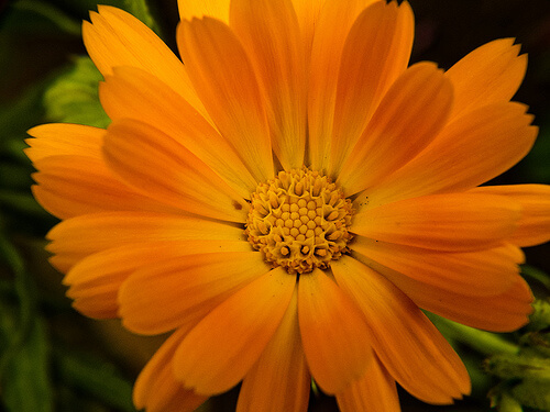 Marigold.