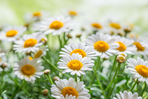 Chamomile is a medicinal plant