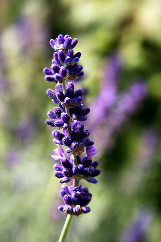 essential oils will treat foot odor in a pinch
