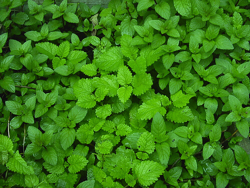 Mint is good for treating bad breath