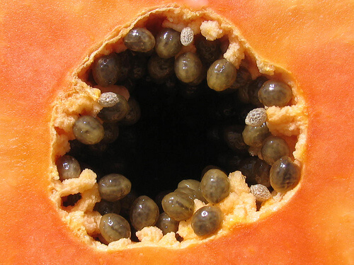 Papaya seeds.