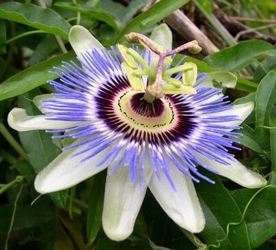 Passion flower helps  to quit smoking