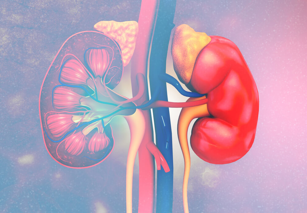 How to Care for Your Kidneys and Bladder - Step To Health