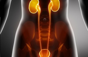 How to Care for Your Kidneys and Bladder