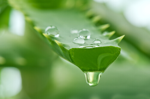 Dripping aloe vera gel