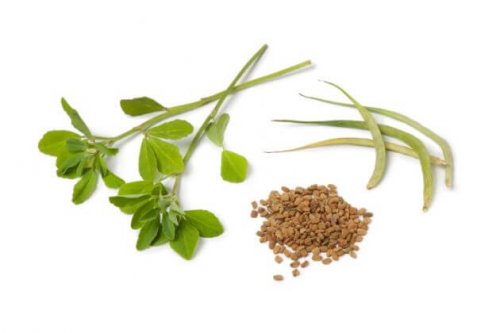 Herbs to Gain Weight: fenugreek