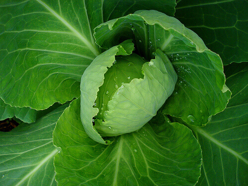 prohibited vegetables por ulcers:flatulent vegetables