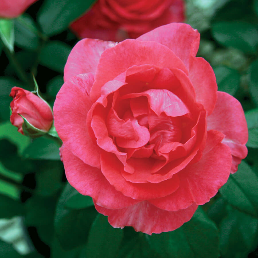 A pink rose