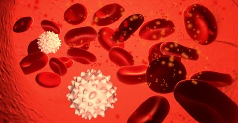 red blood cells and immune system