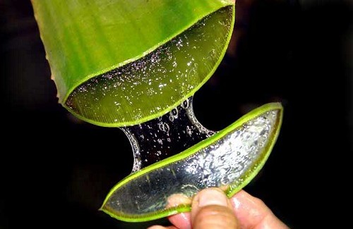 Aloe vera has been able to help people dealing with knee pain