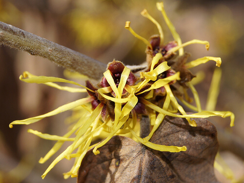 Hamamelis mollis for heavy sweating