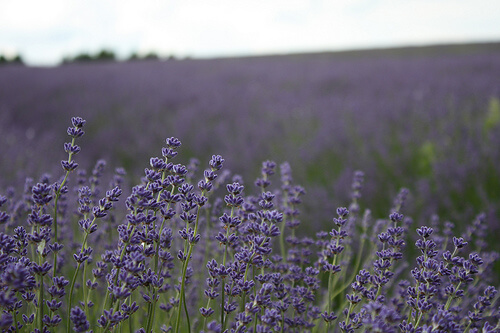 Lavender has a pleasant smell