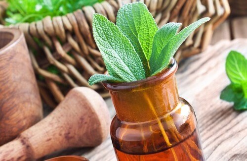 The 15 Best Medicinal Herbs