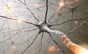 Medicinal Plants to Improve Your Memory