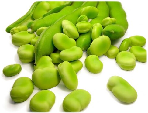 fava beans, one of the medicinal plants to improve your memory
