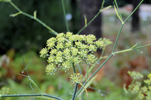 fennel for memory