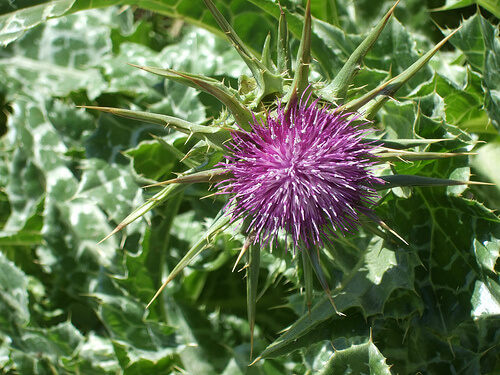 Milk thistle to treat uric acid