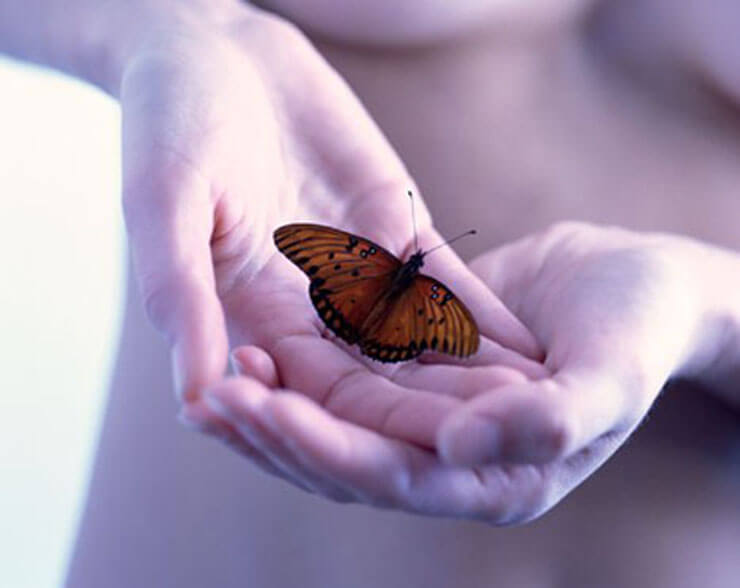 hands holding a butterfly
