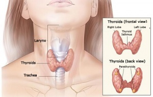Symptoms and Causes of the Main Hormonal Problems