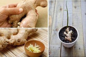 How to Successfully Grow Ginger at Home