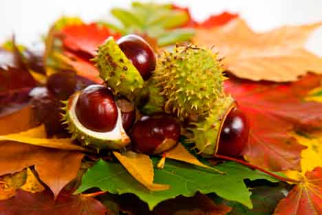 Indian horse chestnut