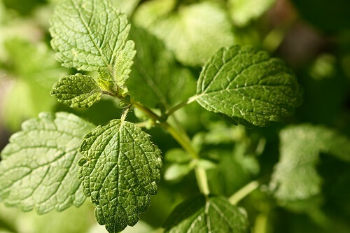 Zitronenmelisse Melissa