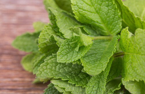 The Medicinal Properties and Benefits of Mint