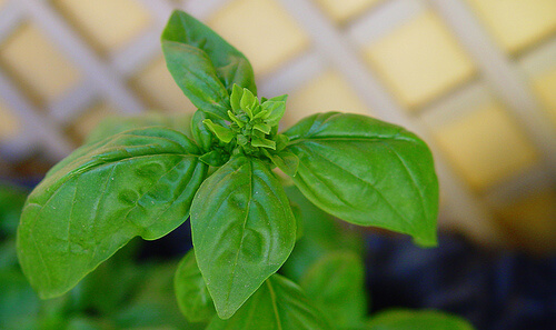 Basil plant as an example of foods you should never refrigerate