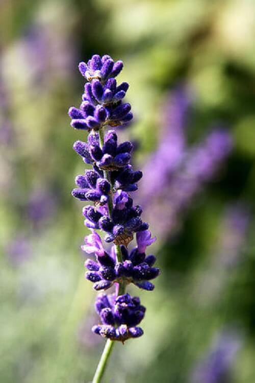 Lavender in bloom