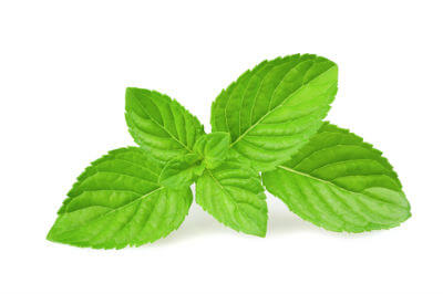 Fresh mint leaves