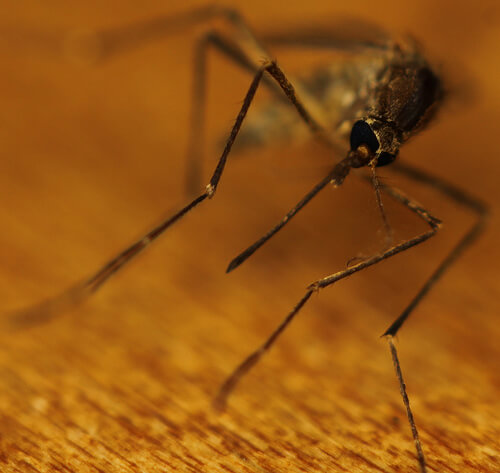 Close up shot of a mosquito