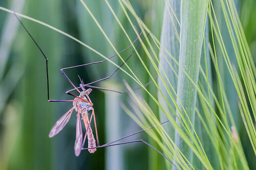 Mosquito on a plant